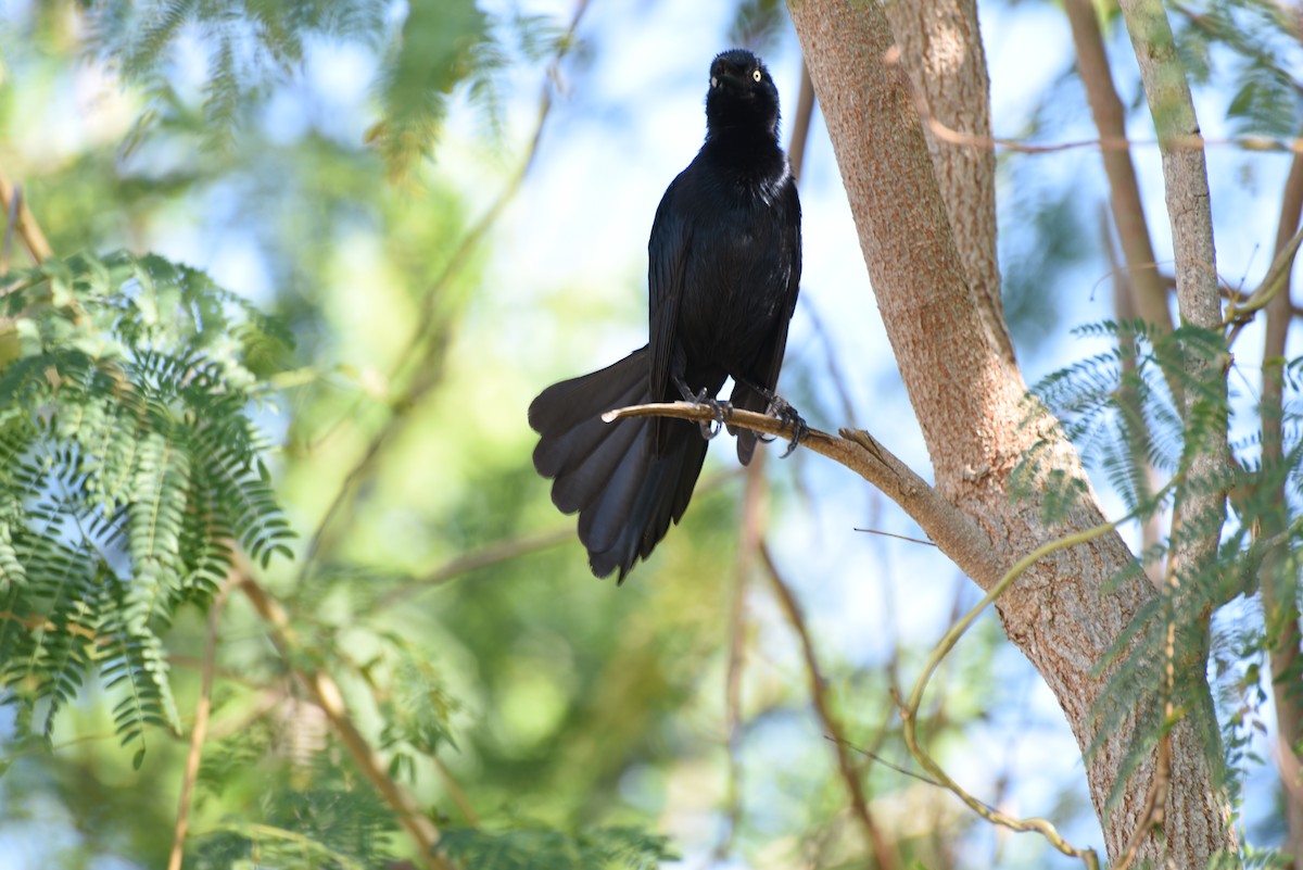 Greater Antillean Grackle - ML632314306