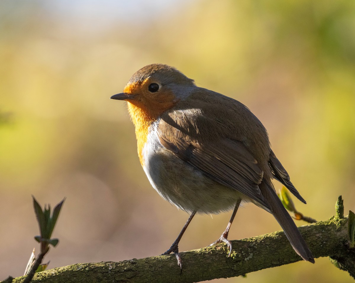 European Robin - ML632314318