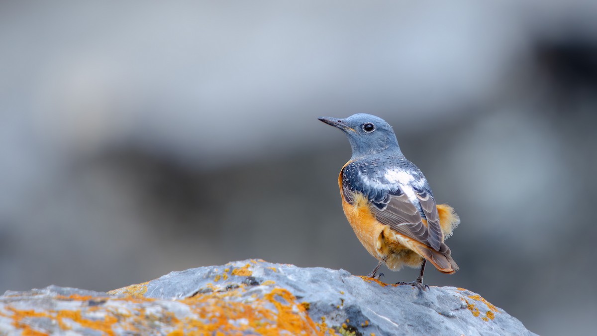 Rufous-tailed Rock-Thrush - Furkan Yılmaz