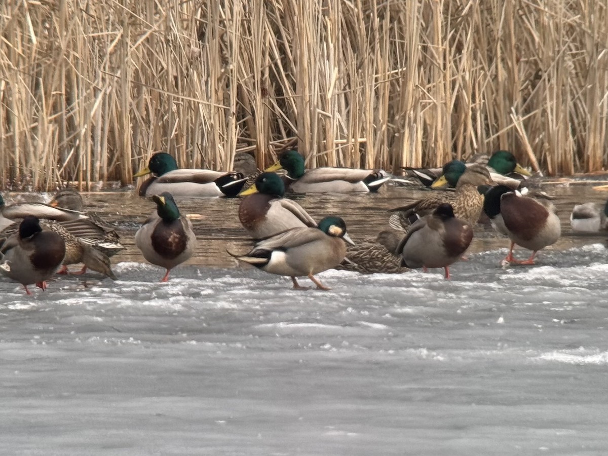 American Wigeon x Mallard (hybrid) - ML632314534