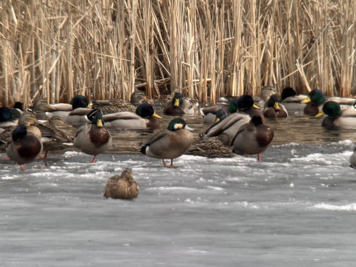 American Wigeon x Mallard (hybrid) - ML632314548
