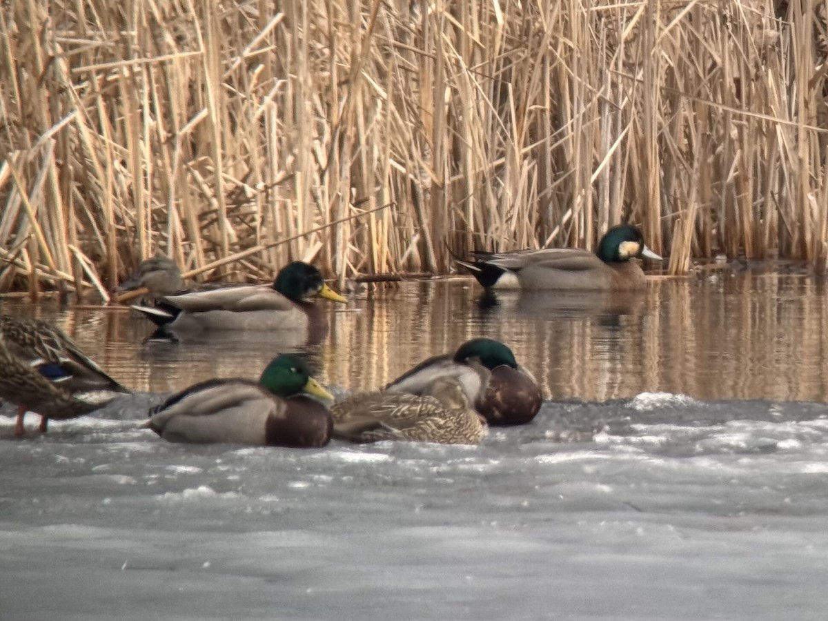 American Wigeon x Mallard (hybrid) - ML632314550