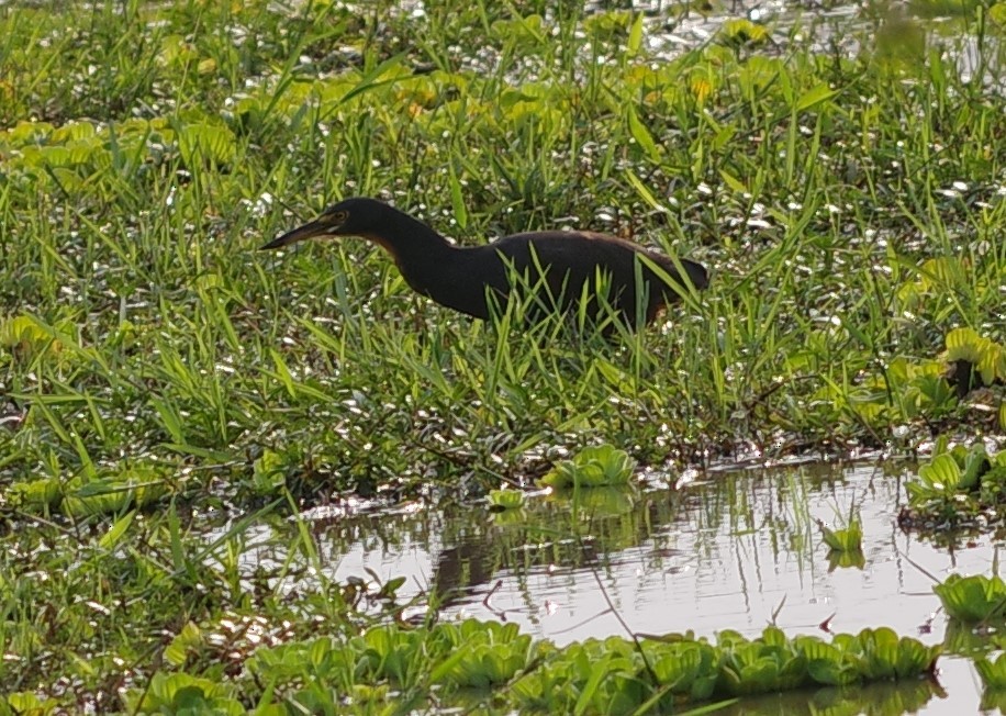 クロアマサギ - ML632314577