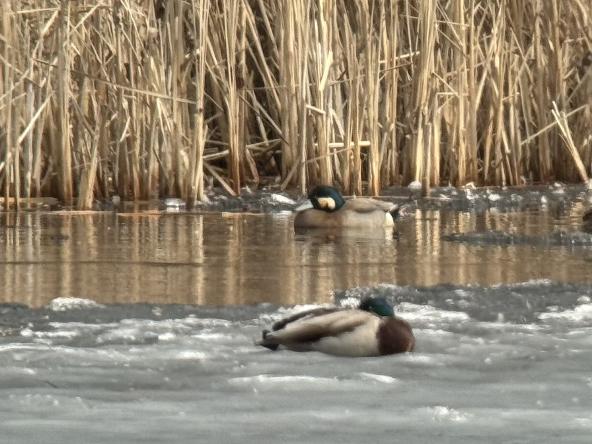 American Wigeon x Mallard (hybrid) - ML632314583