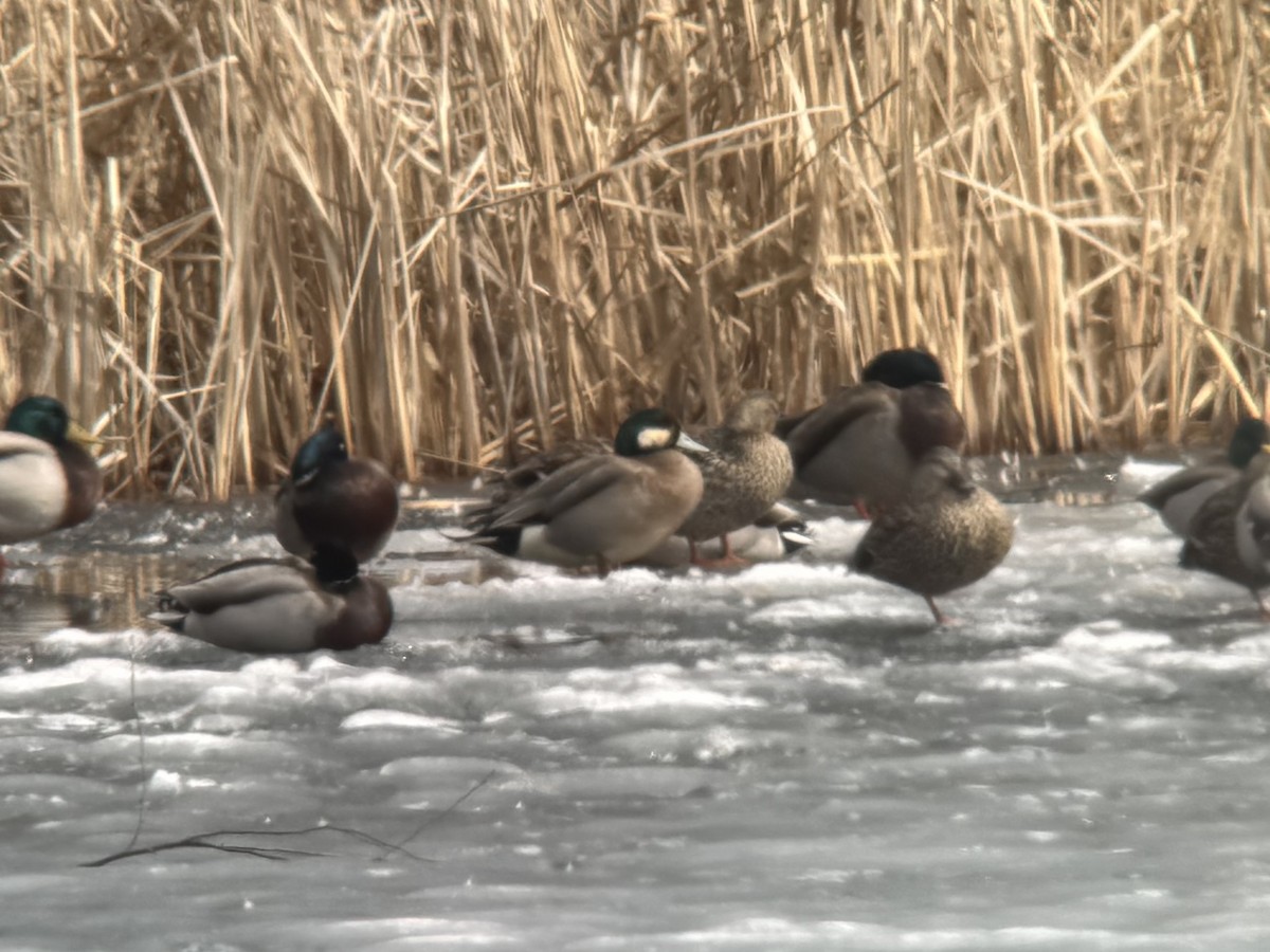 American Wigeon x Mallard (hybrid) - ML632314584