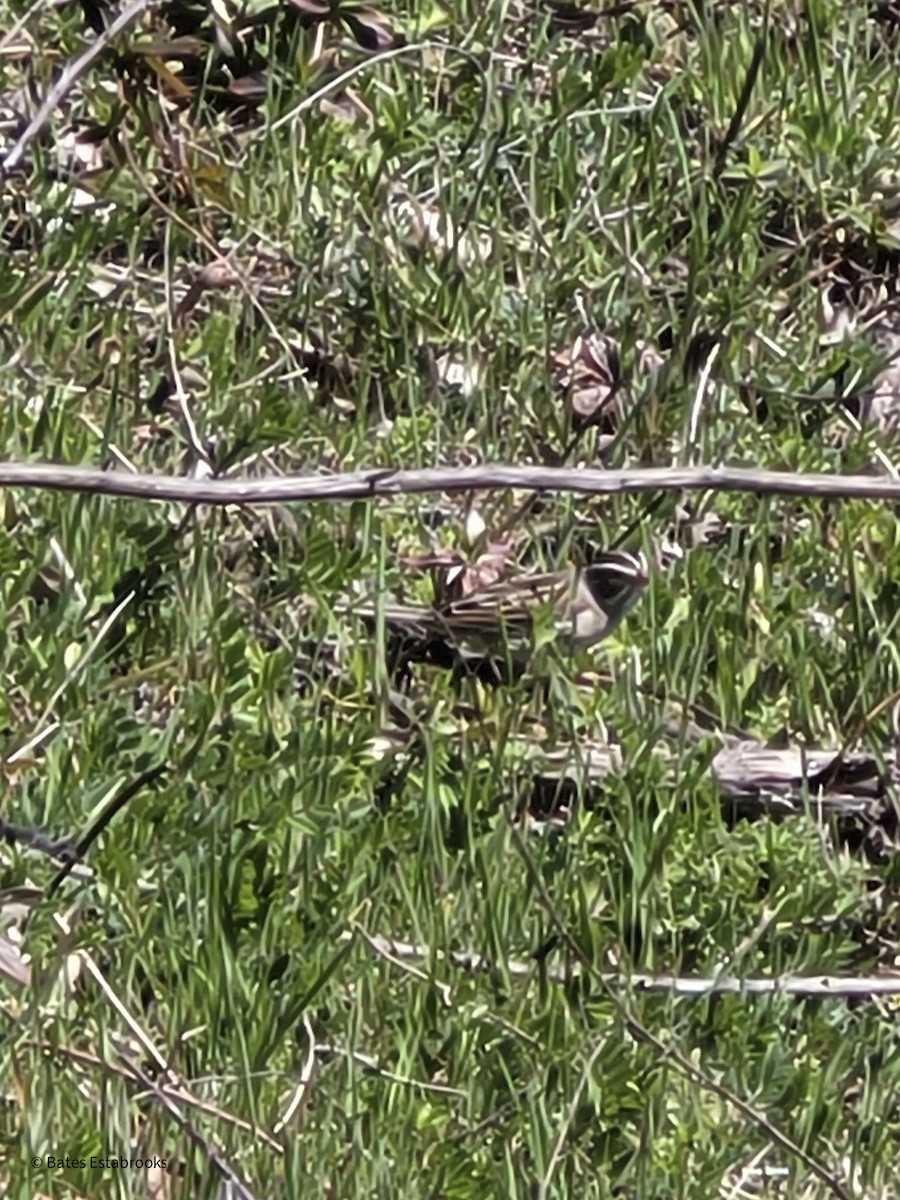 Clay-colored Sparrow - ML632314621