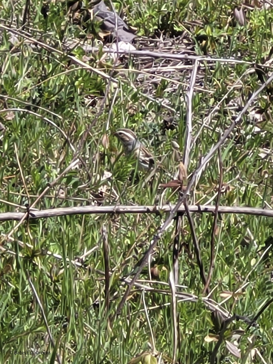 Clay-colored Sparrow - ML632314622
