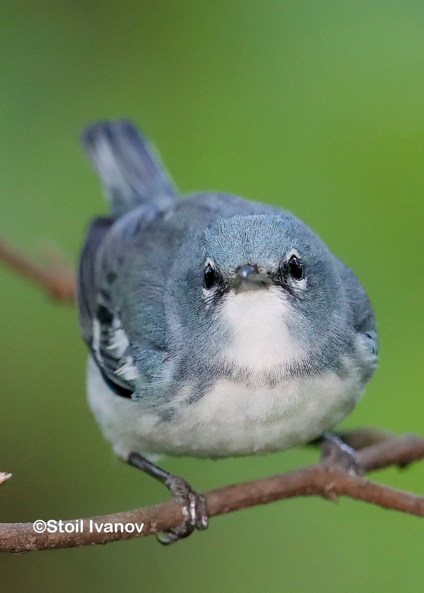 Cerulean Warbler x Northern Parula (hybrid) - ML63231471