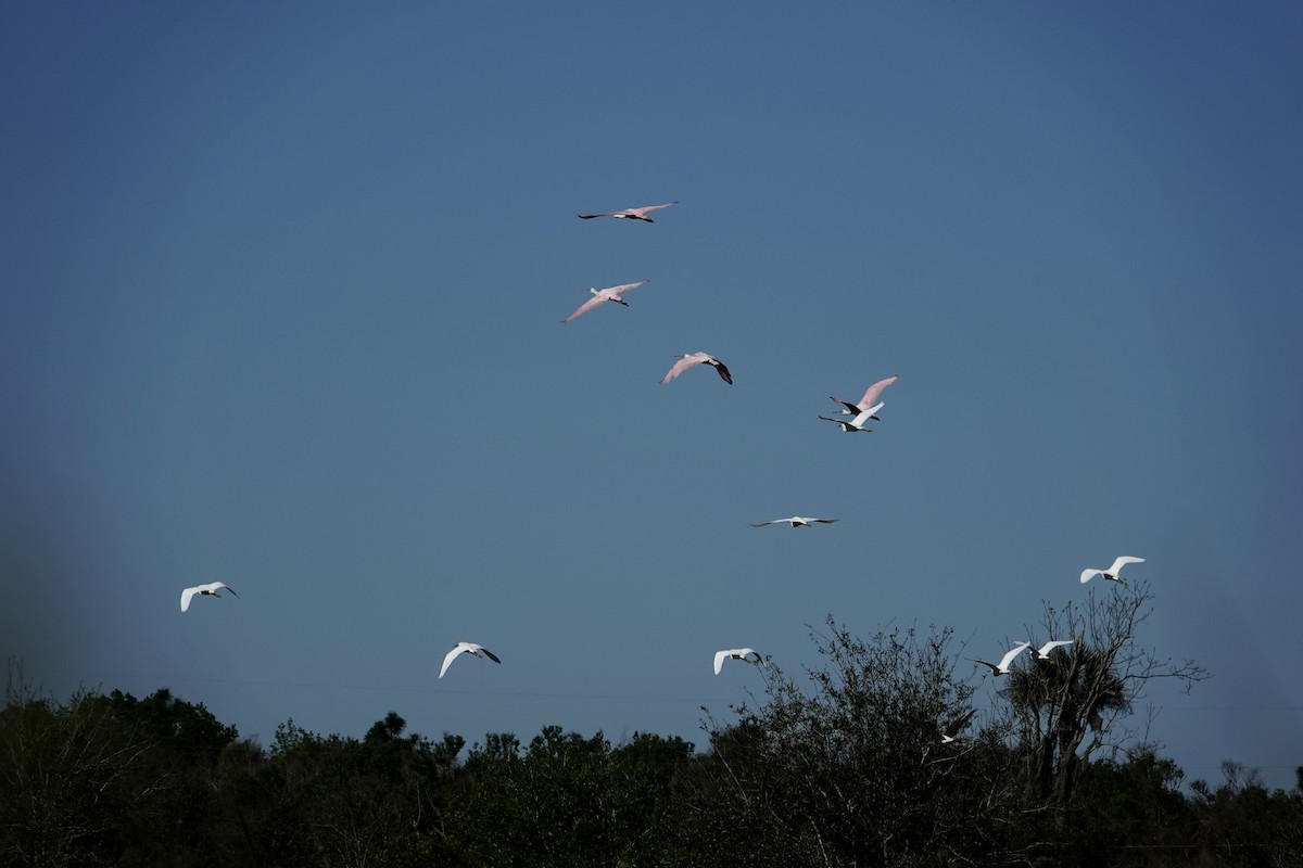 Roseate Spoonbill - ML632314745