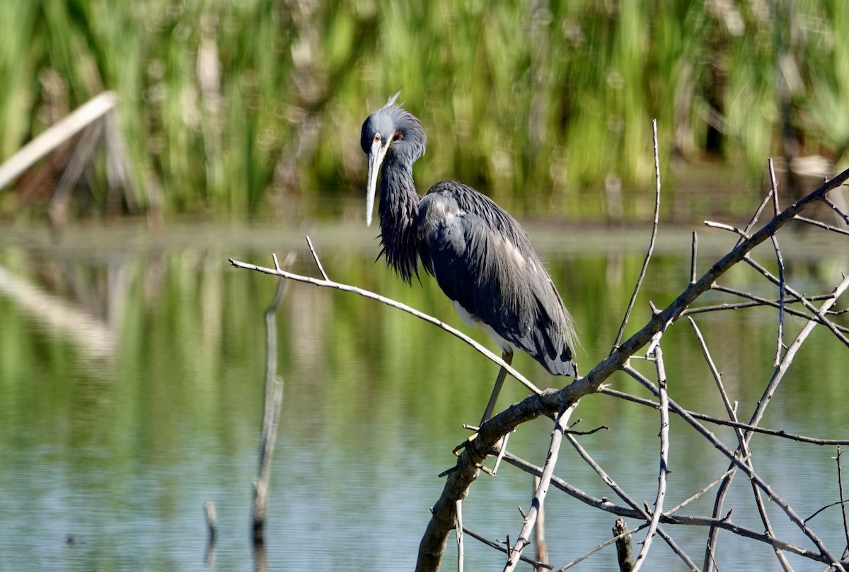 Tricolored Heron - ML632314751
