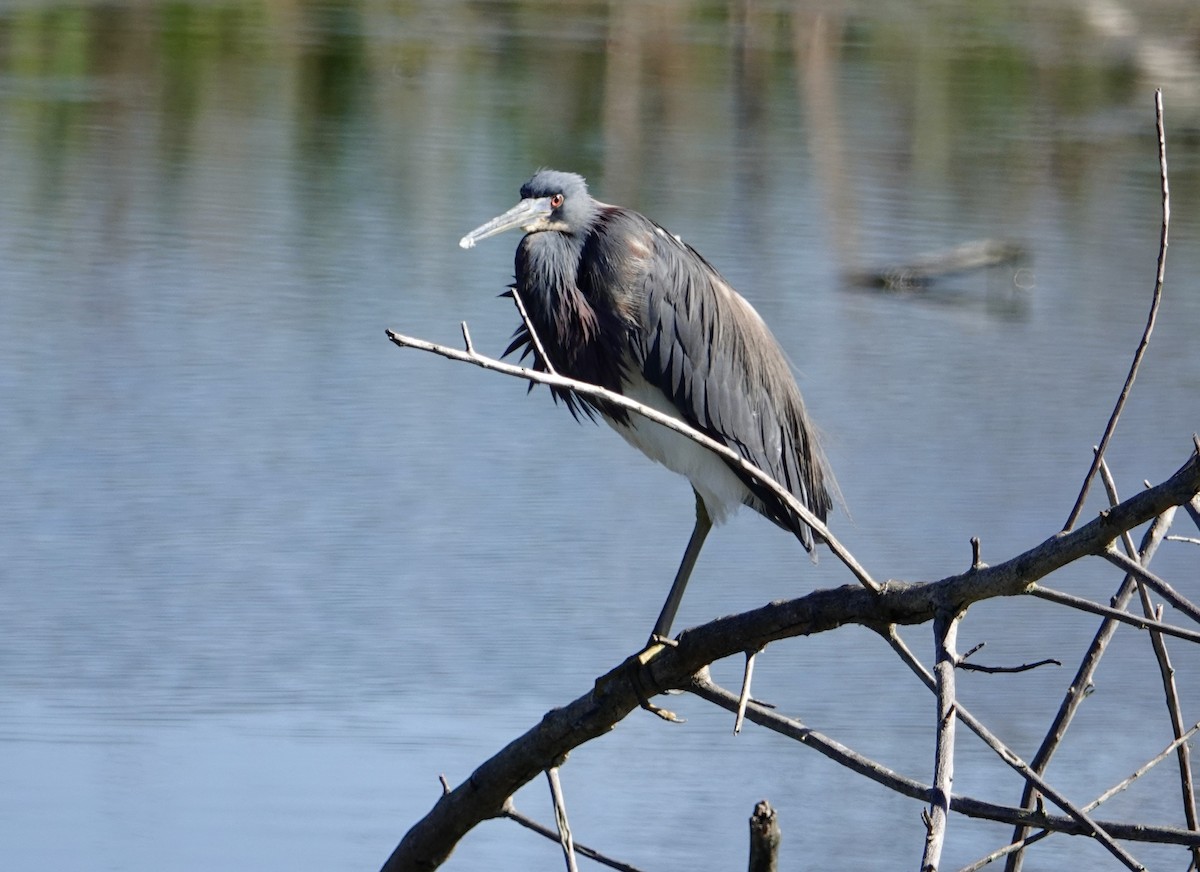 Tricolored Heron - ML632314752