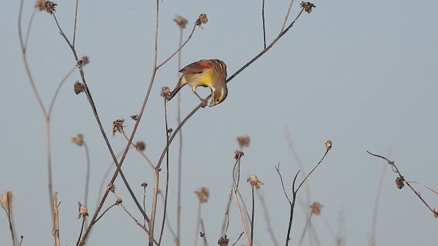 Dickcissel - ML632314763