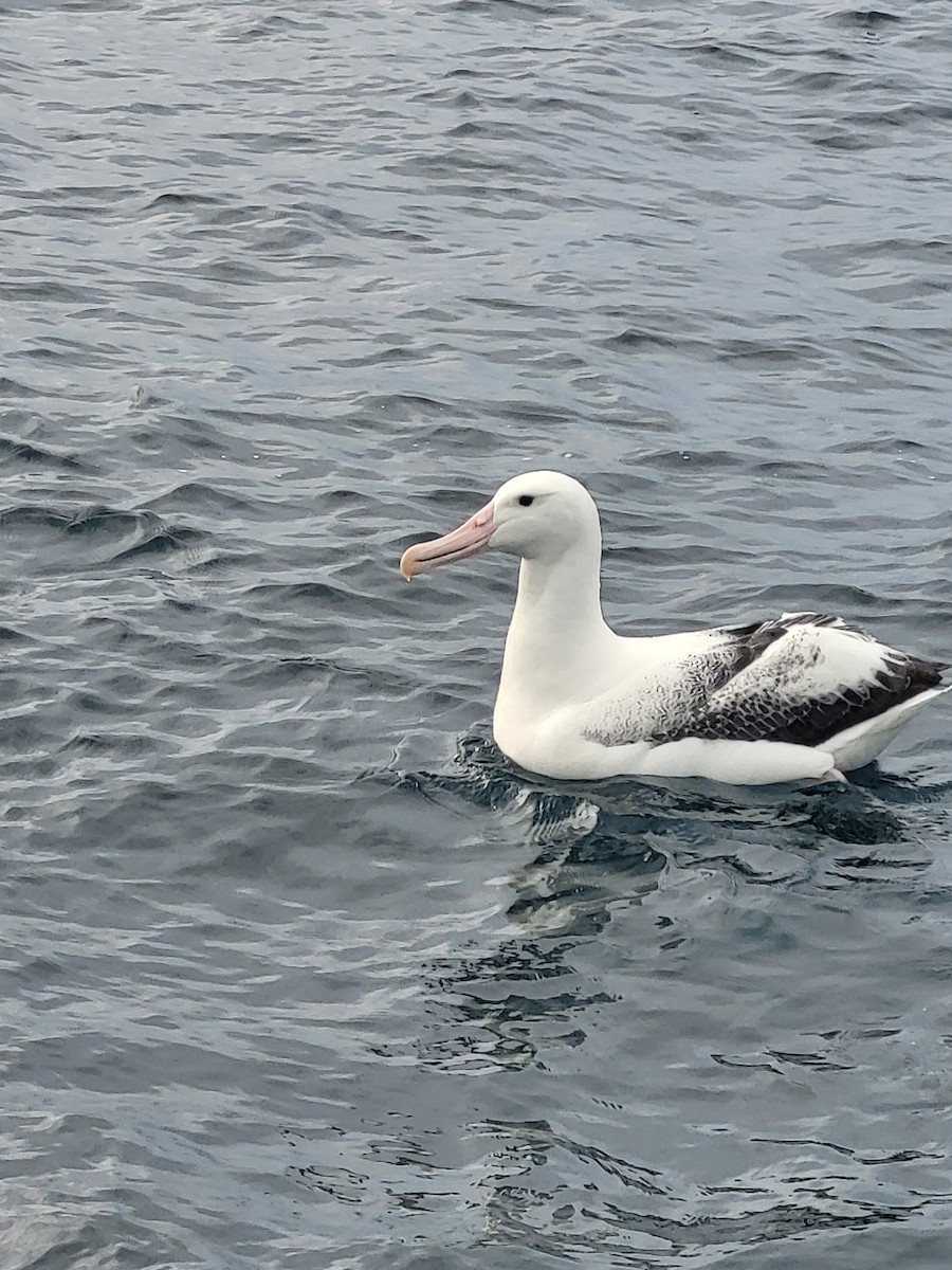 Southern Royal Albatross - ML632314827
