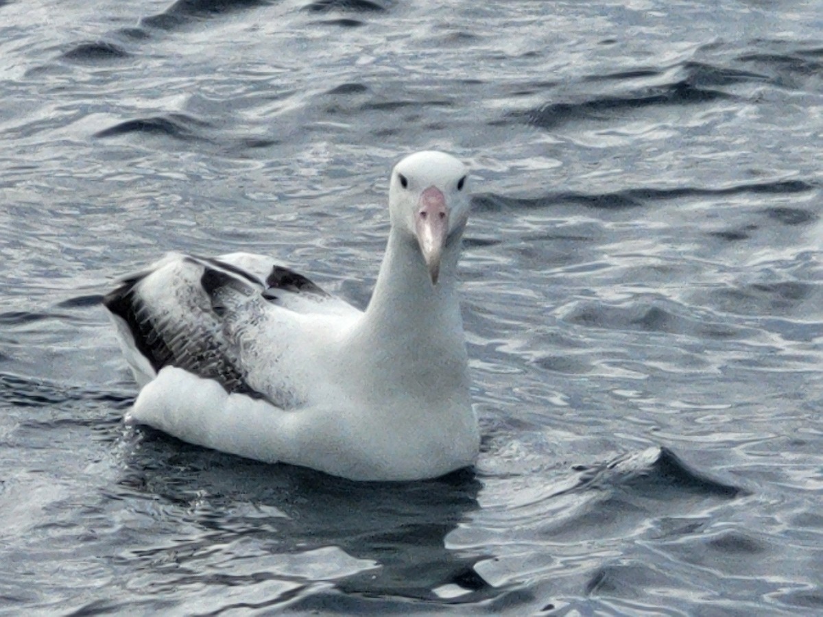 Southern Royal Albatross - ML632314828