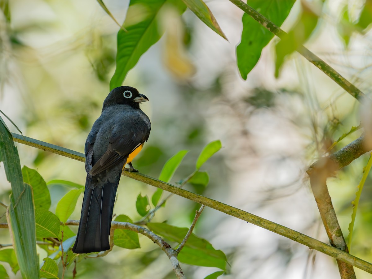 Kara Başlı Trogon - ML632314850