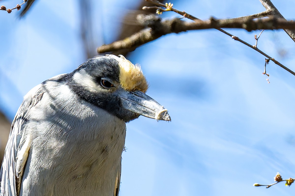 Yellow-crowned Night Heron - ML632314932