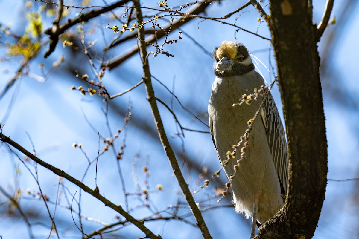 Yellow-crowned Night Heron - ML632314933