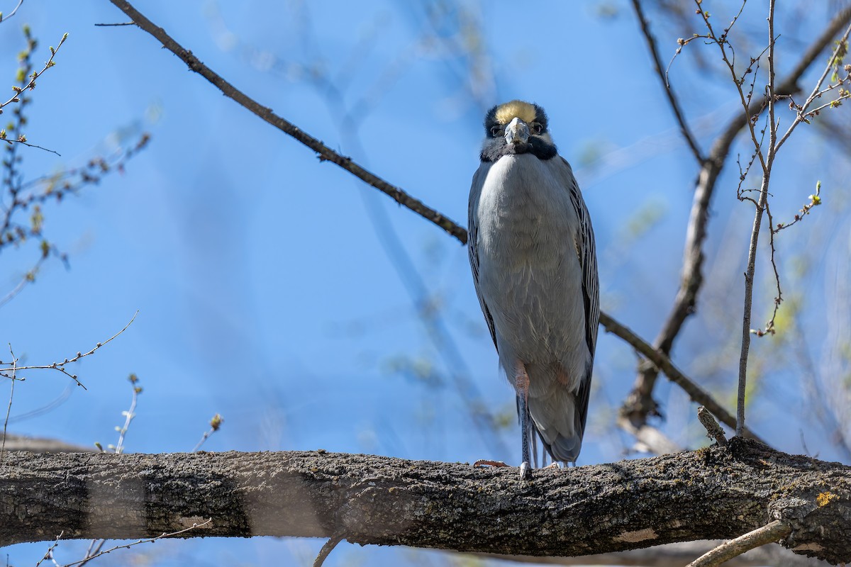 Yellow-crowned Night Heron - ML632314934