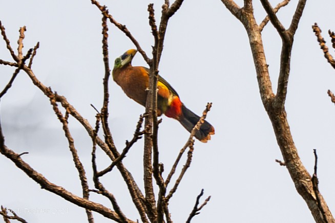 Gould's Toucanet - ML632314940