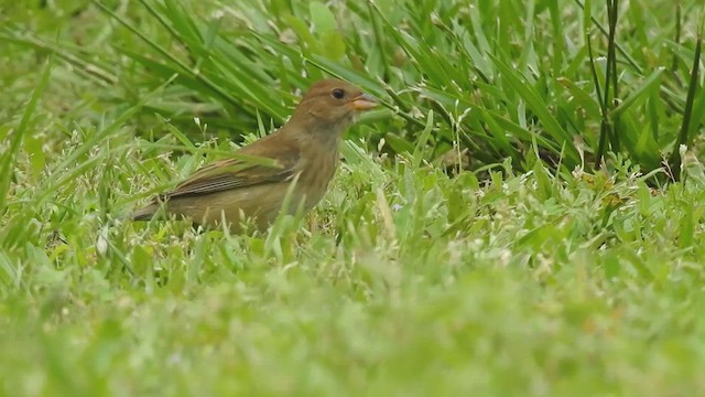 Indigo Bunting - ML632314957
