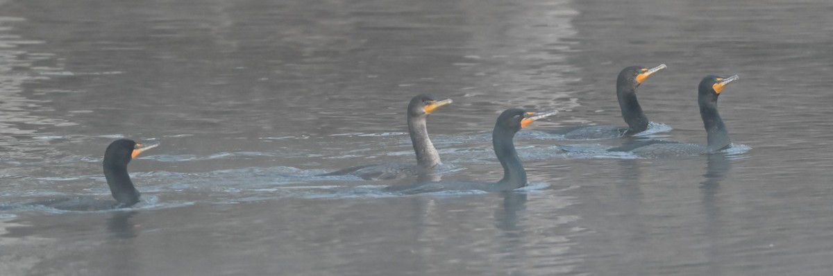 Double-crested Cormorant - ML632314962