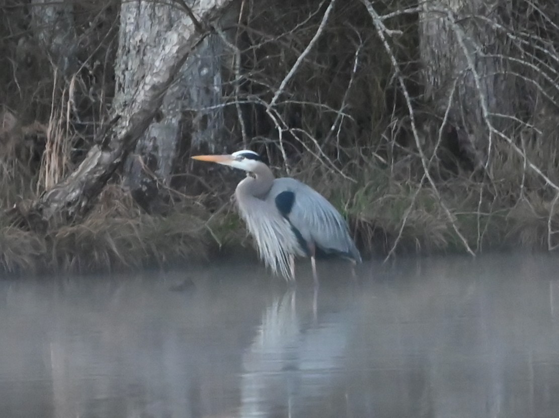 Great Blue Heron - ML632314972