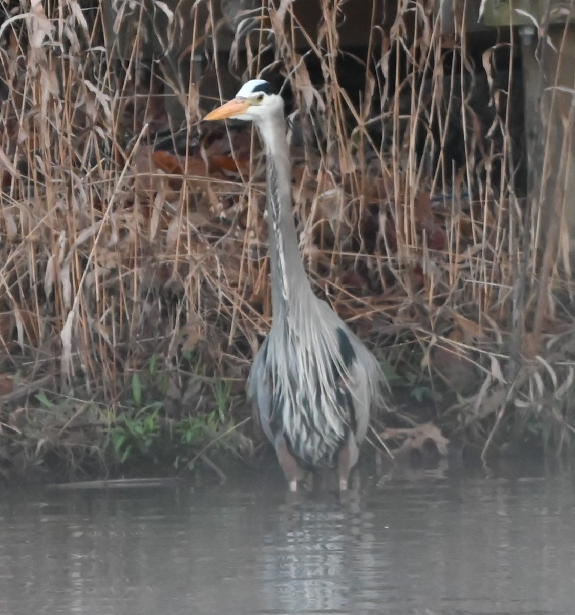Great Blue Heron - ML632314975