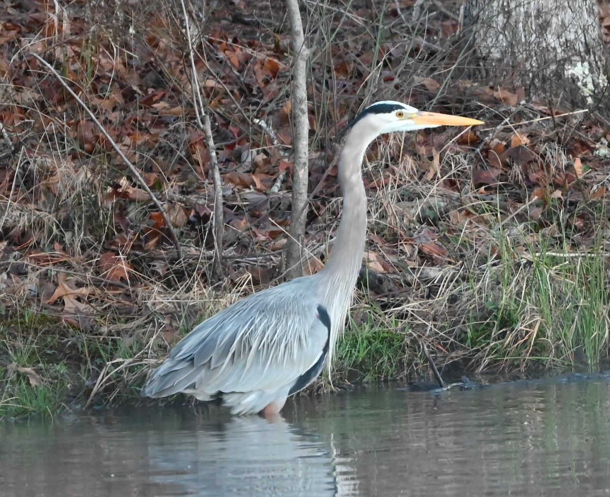 Great Blue Heron - ML632314981