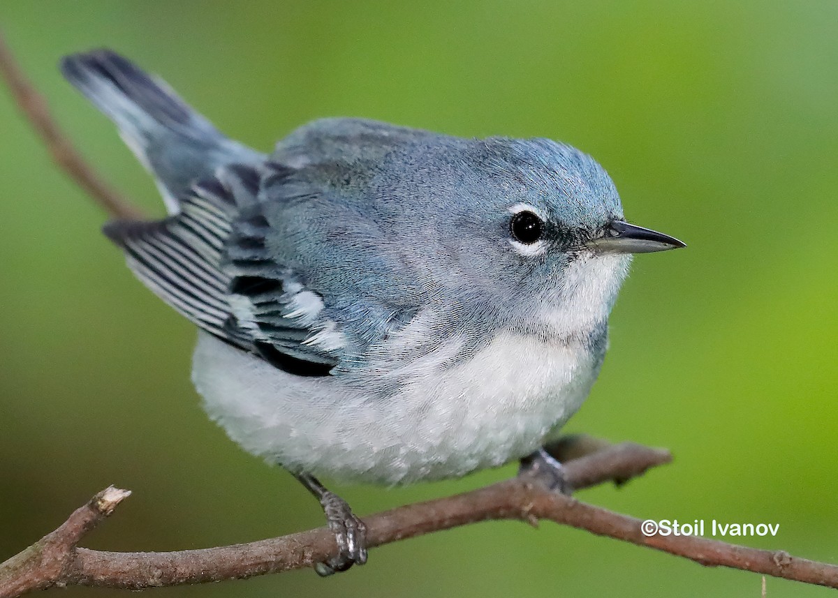 Cerulean Warbler x Northern Parula (hybrid) - stoil Ivanov