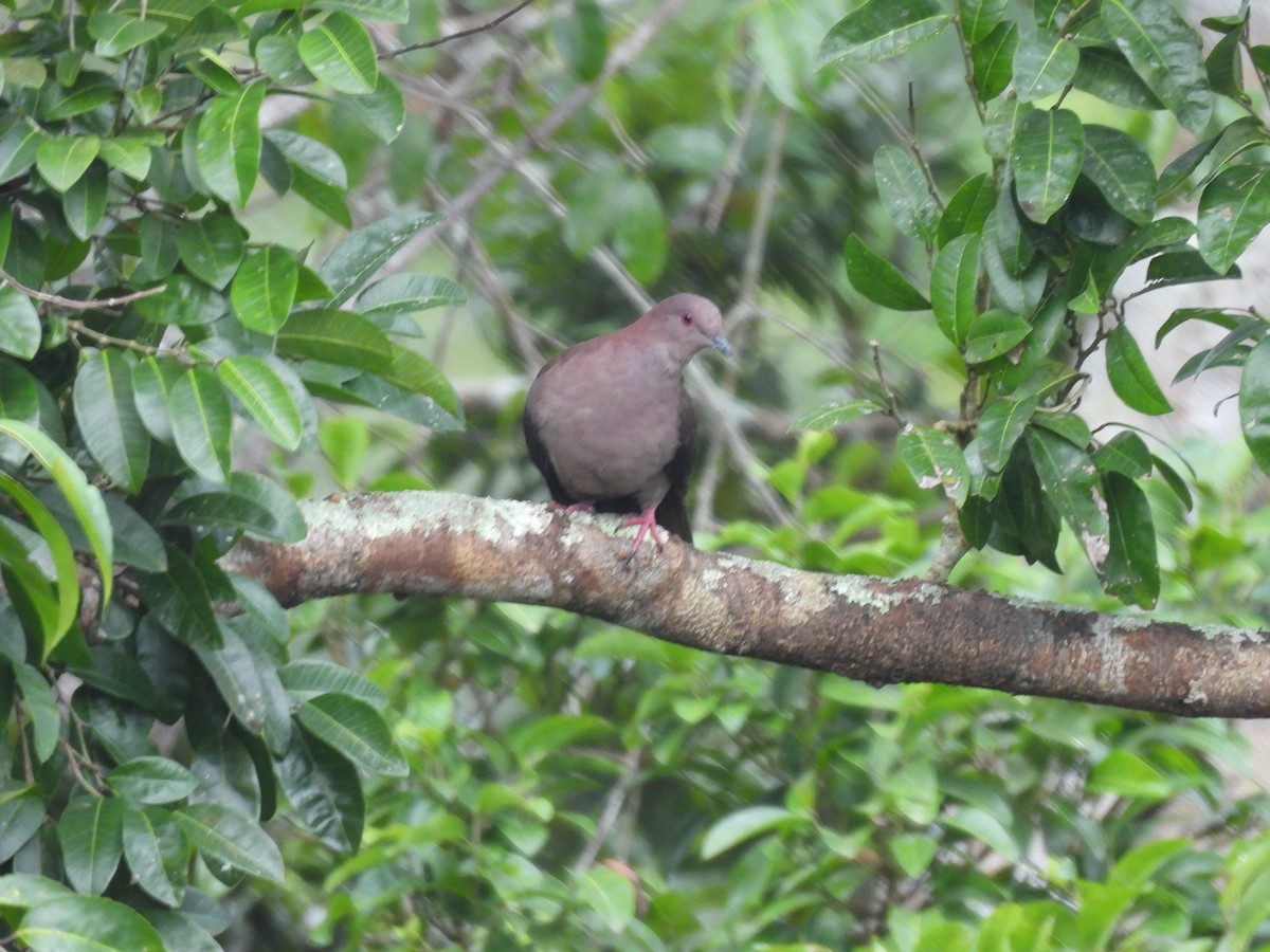 Short-billed Pigeon - ML632315191