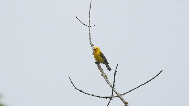 Prothonotary Warbler - ML632315243
