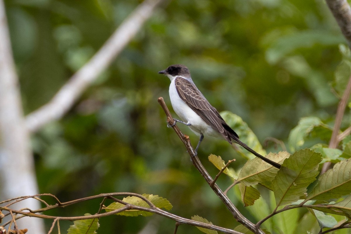 Fork-tailed Flycatcher - ML632315477
