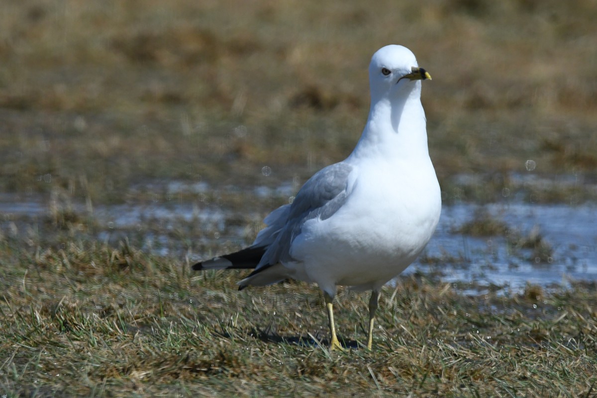 Ring-billed Gull - ML632315488