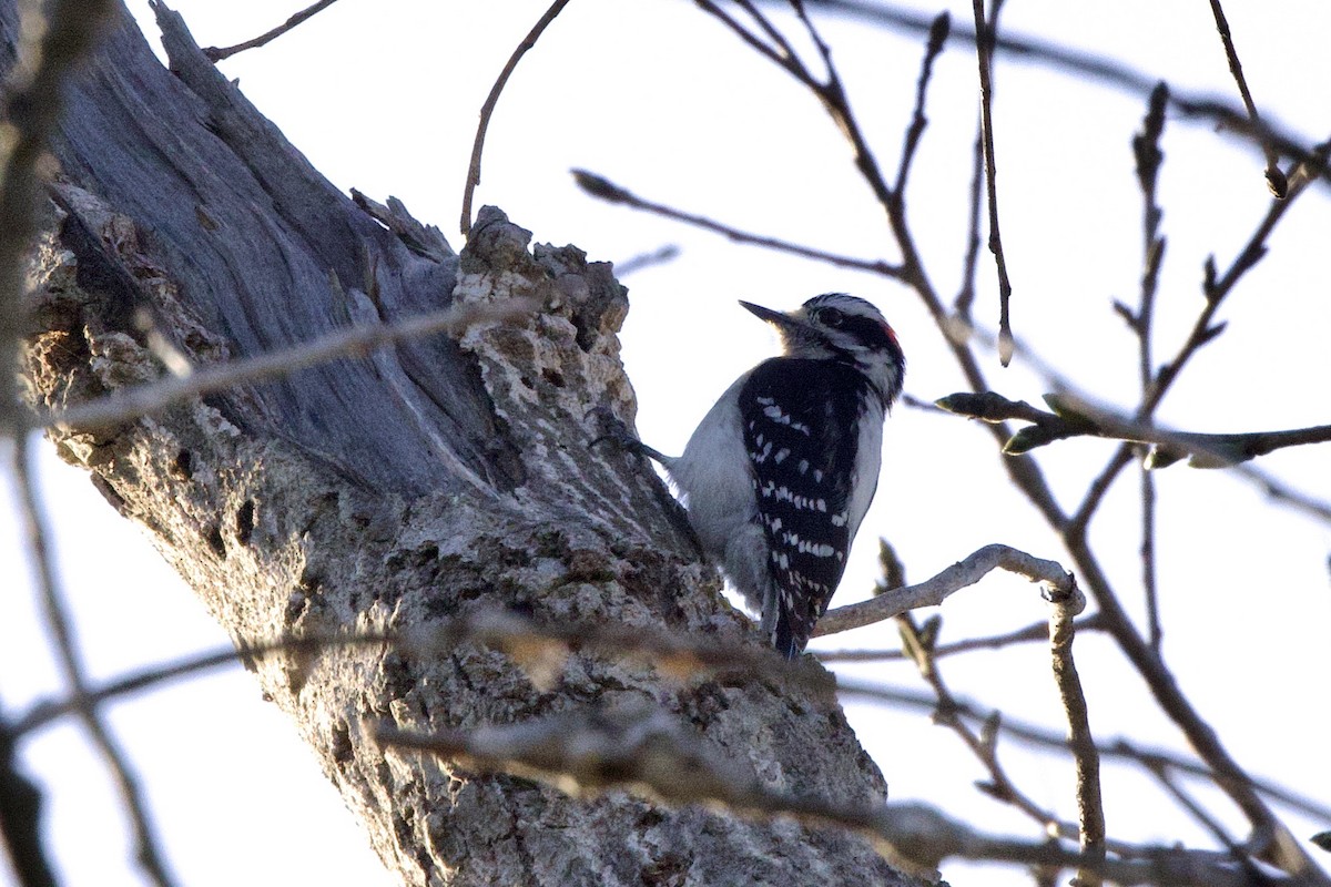 Downy Woodpecker - ML632315615