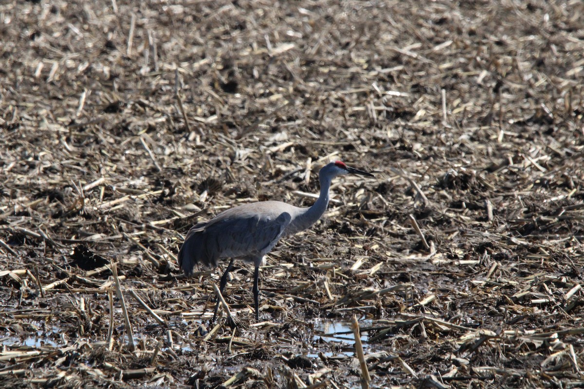 Sandhill Crane - ML632315714