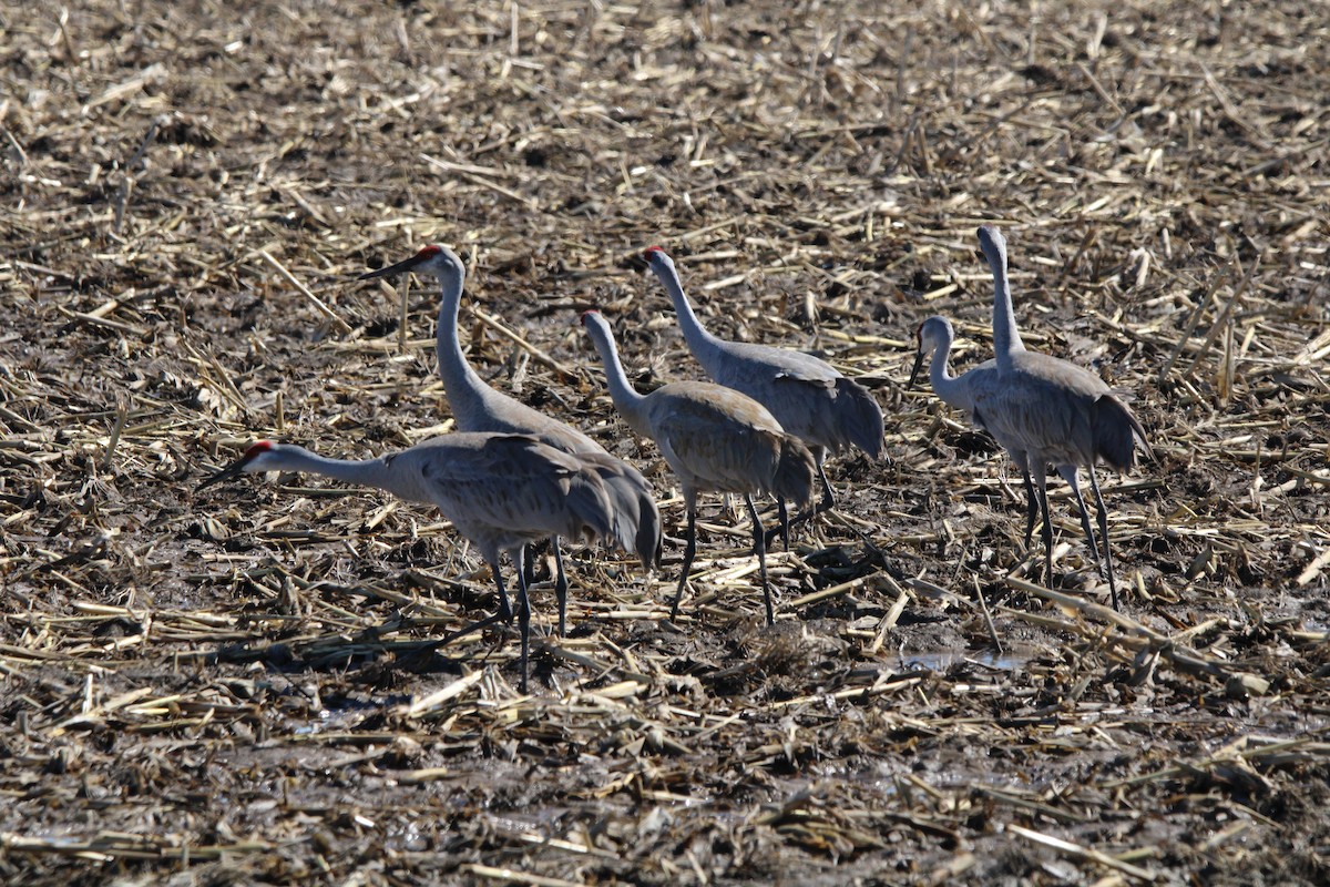 Sandhill Crane - ML632315715