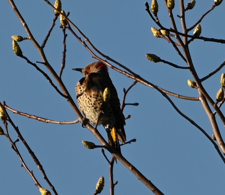 Northern Flicker - ML632315775