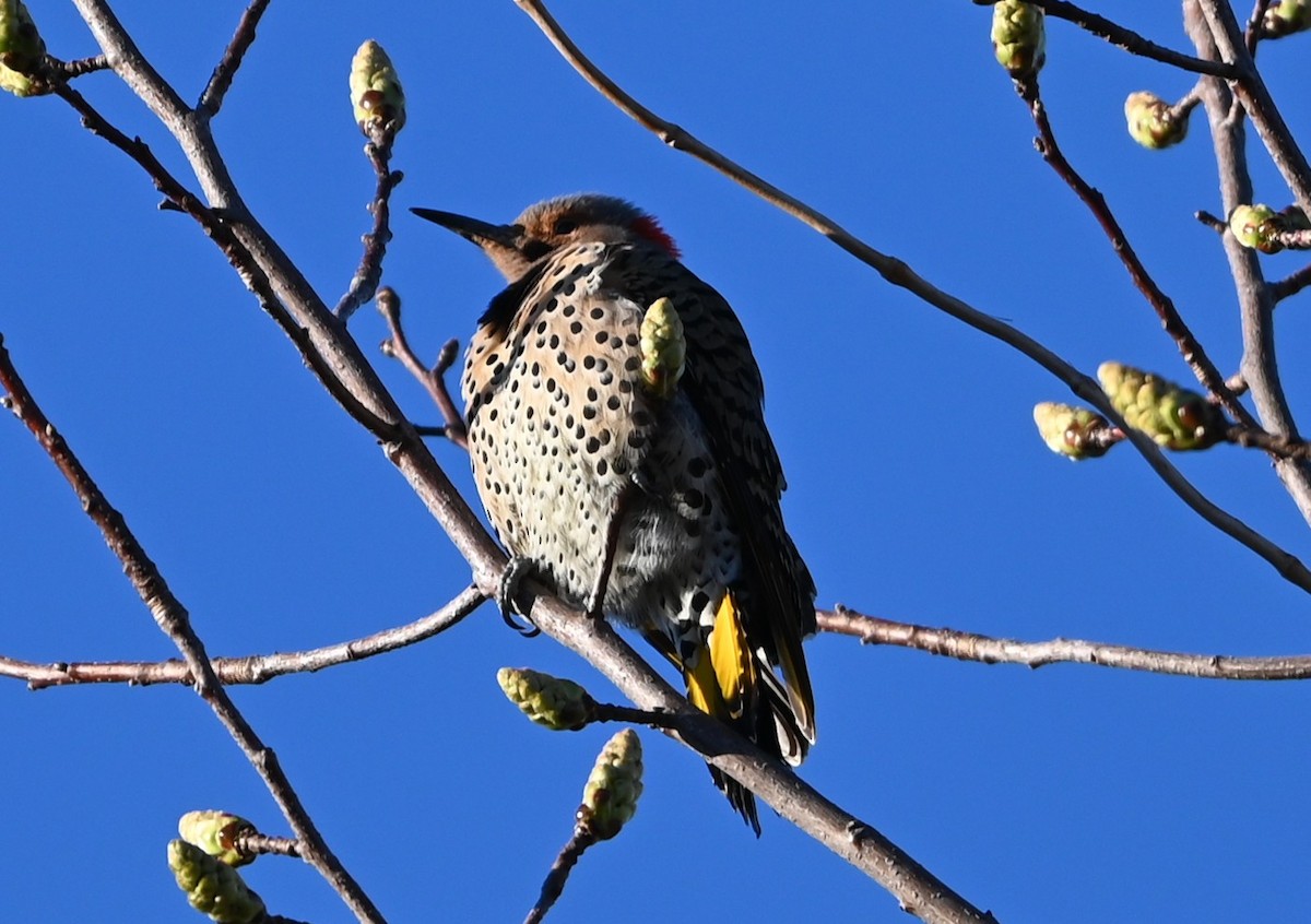 Northern Flicker - ML632315785