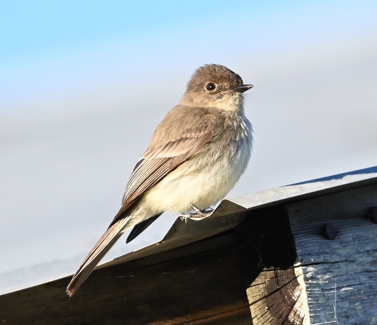 Eastern Phoebe - ML632315800