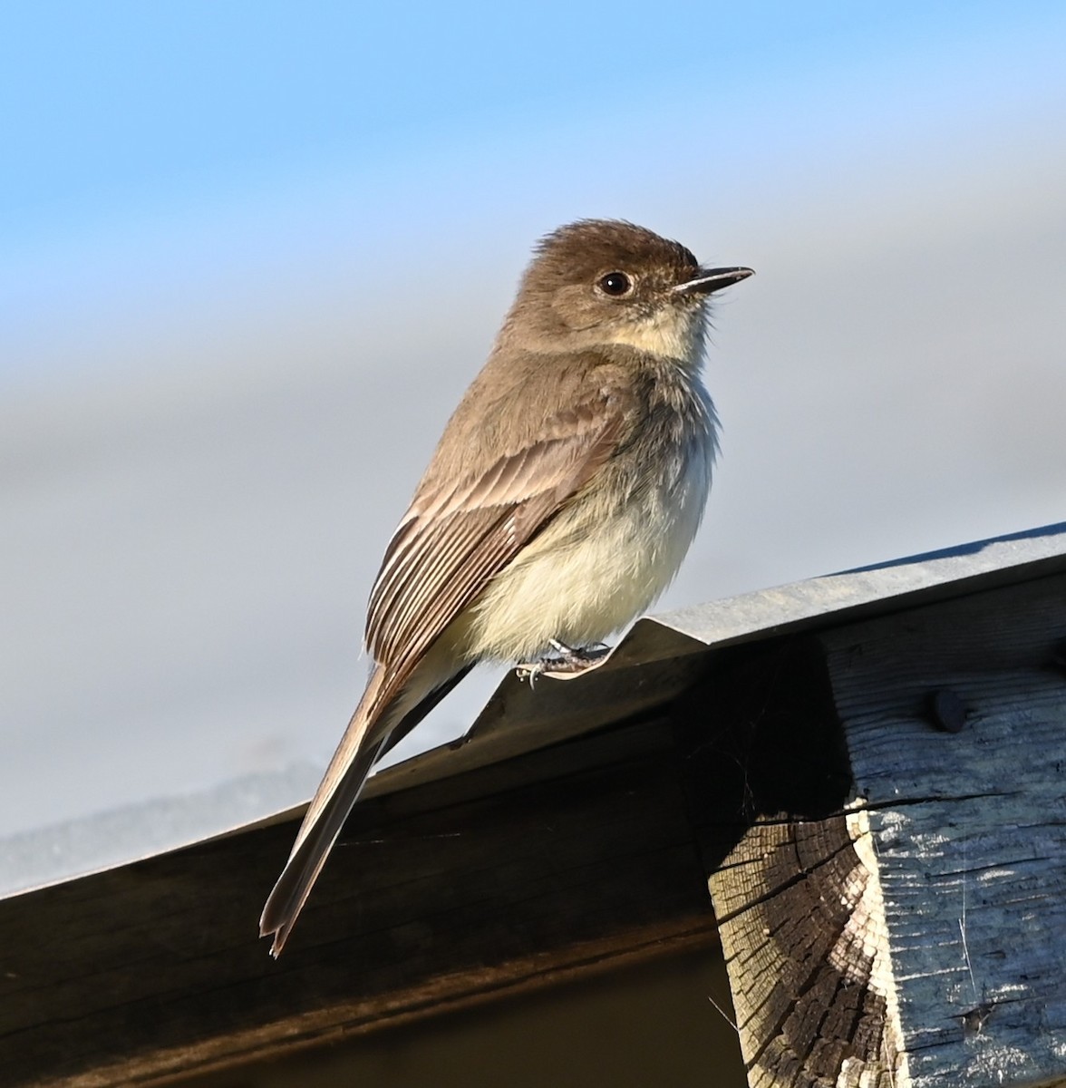 Eastern Phoebe - ML632315808