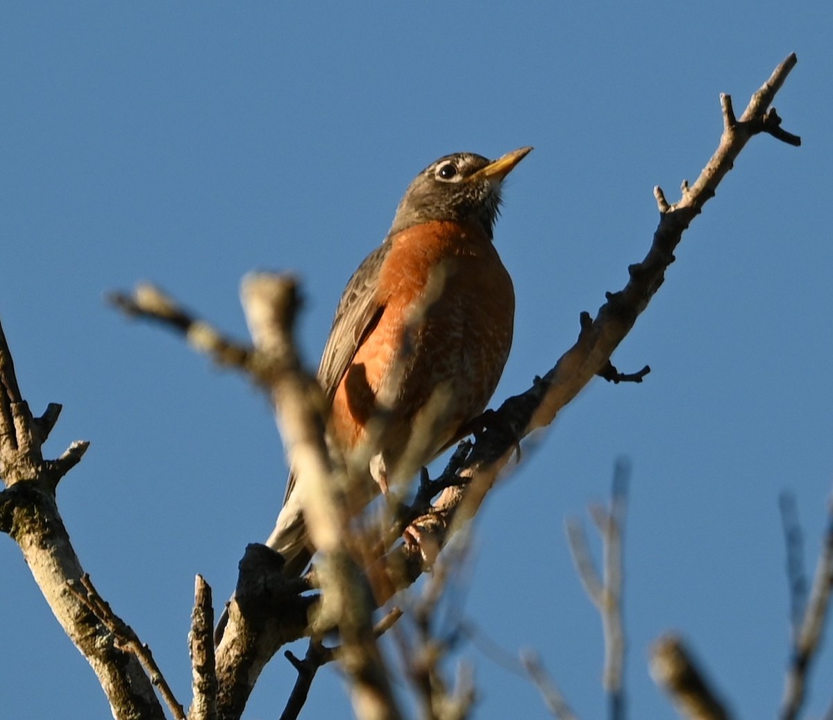 American Robin - ML632315822