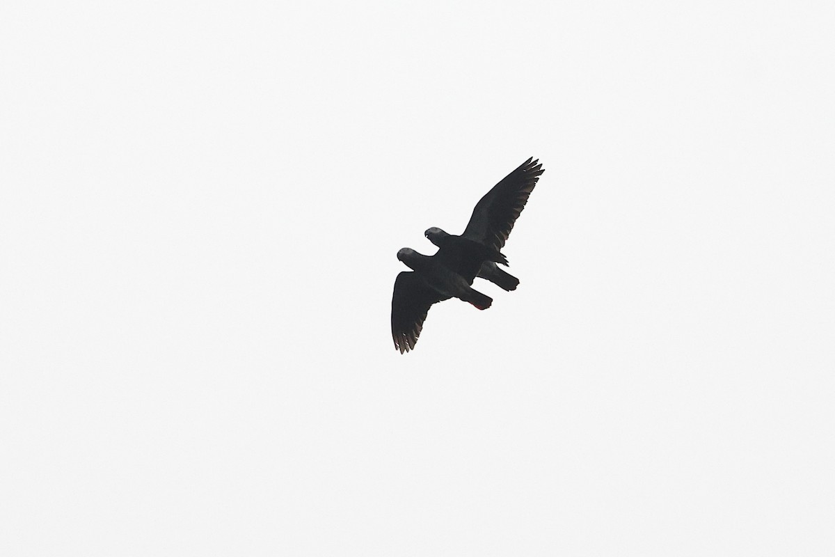 Gray Parrot (Gray) - ML632315835