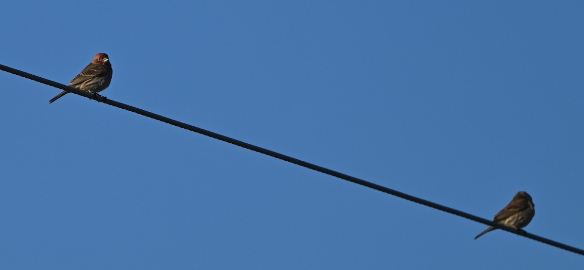 House Finch - ML632315836