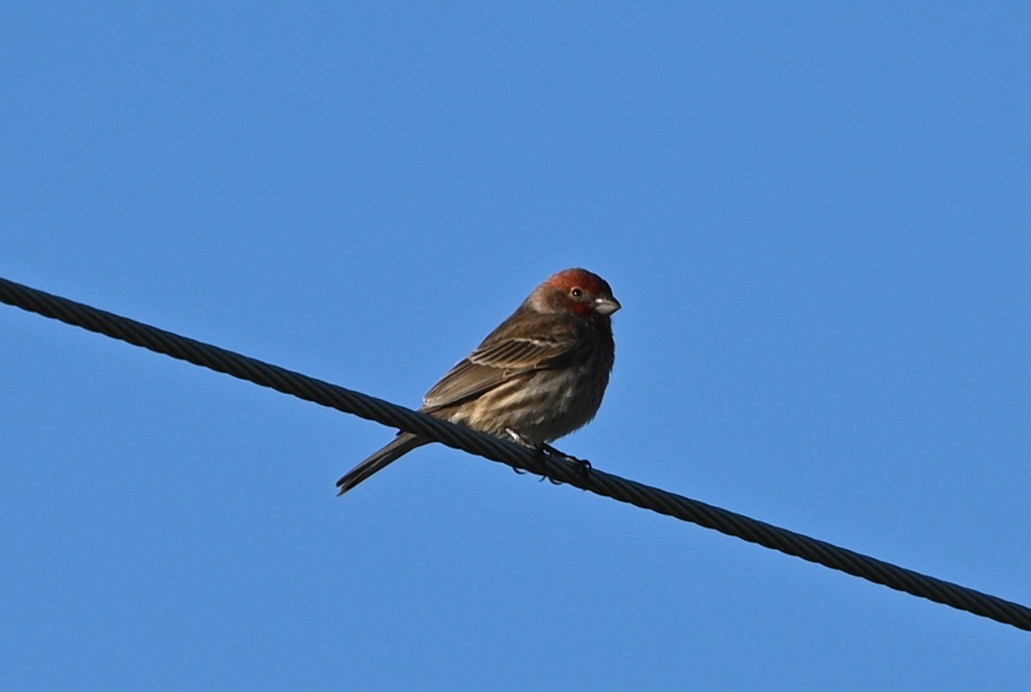 House Finch - ML632315841