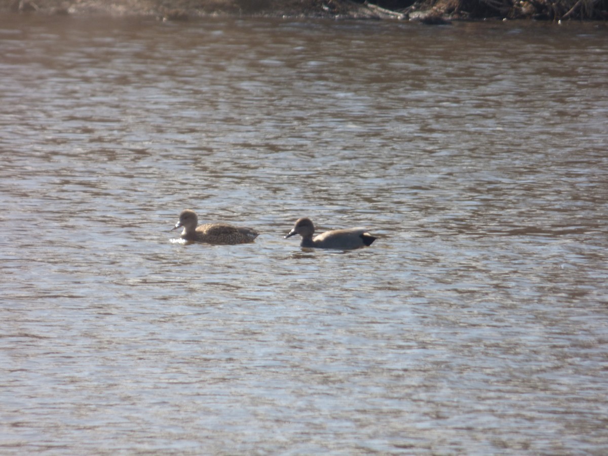 Gadwall - ML632315849