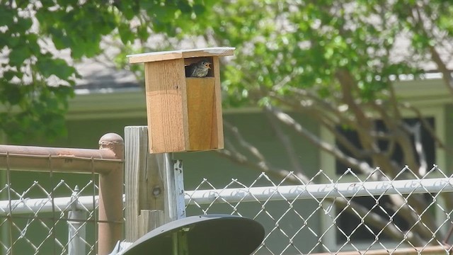 Eastern Bluebird - ML632315894