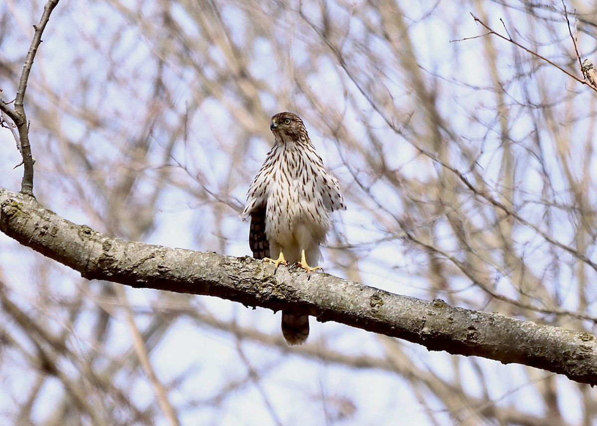 Cooper's Hawk - ML632315923
