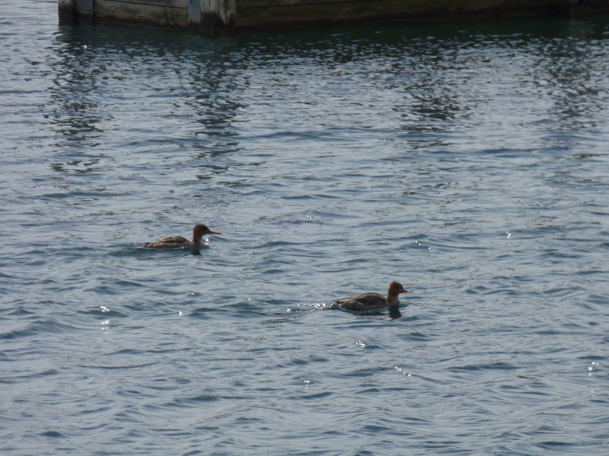 Red-breasted Merganser - ML632315924