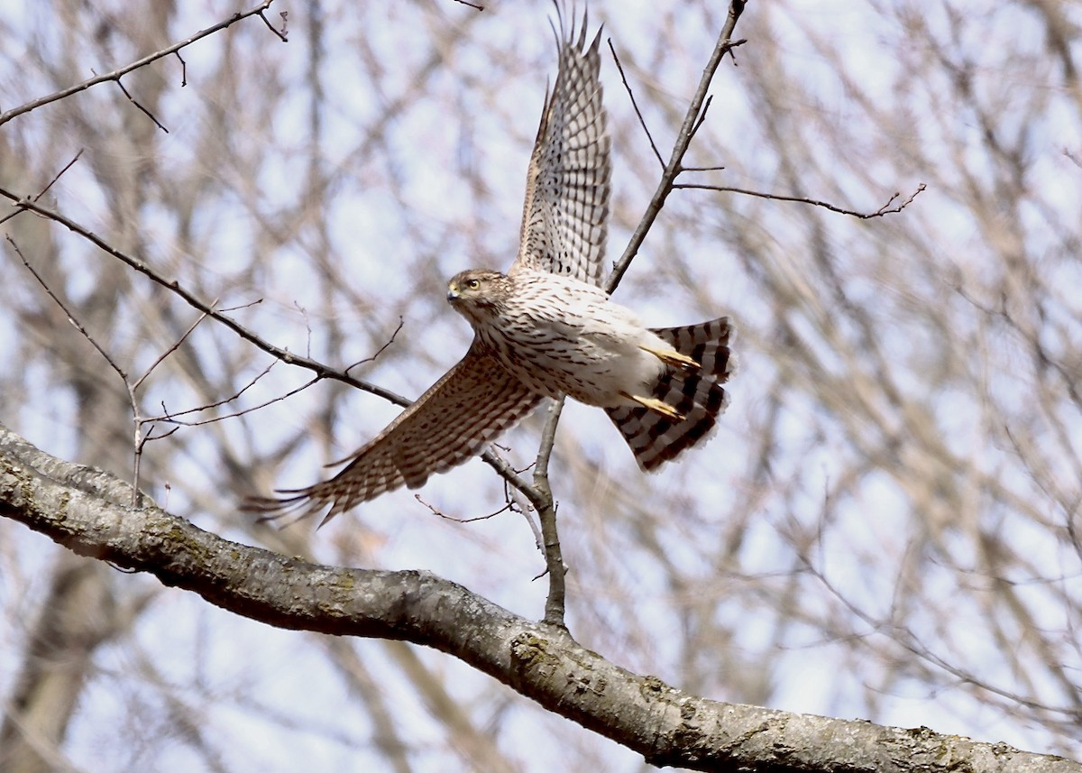 Cooper's Hawk - ML632315927