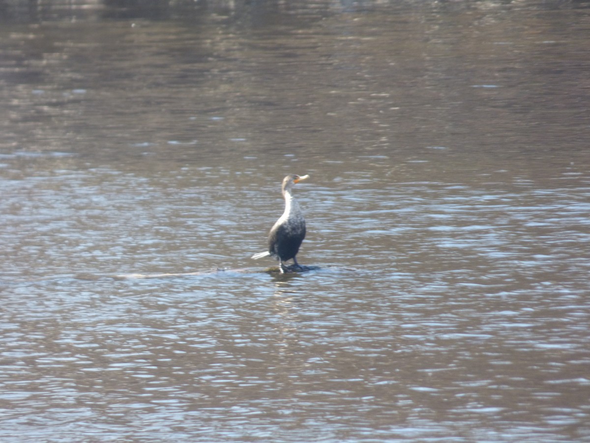 Double-crested Cormorant - ML632315933